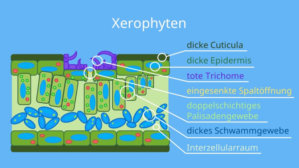 xerophyten, xerophyt, xerophyten beispiele, xeromorphes blatt, xerophyten blattquerschnitt, trockenpflanzen