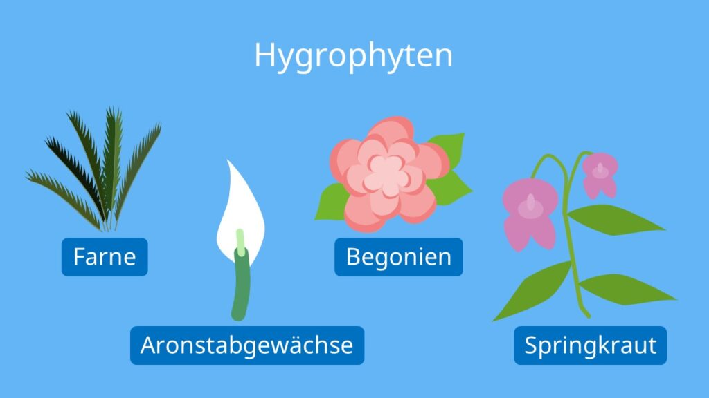 hygrophyten, hygrophyt, hygrophyten beispiele, feuchtpflanzen