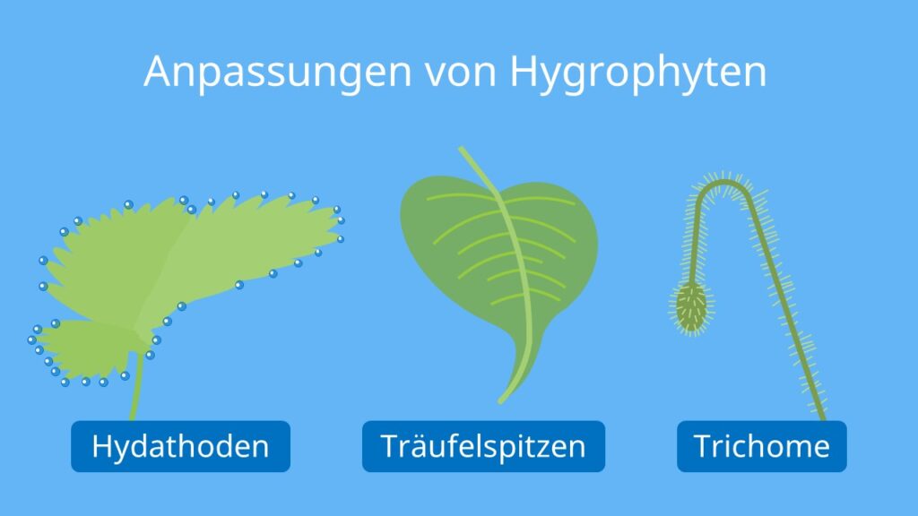 hygrophyten, hygrophyt, hygrophyten beispiele, feuchtpflanzen, hygrophyt anpassung, hydathoden, traeufelspitzen, trichome