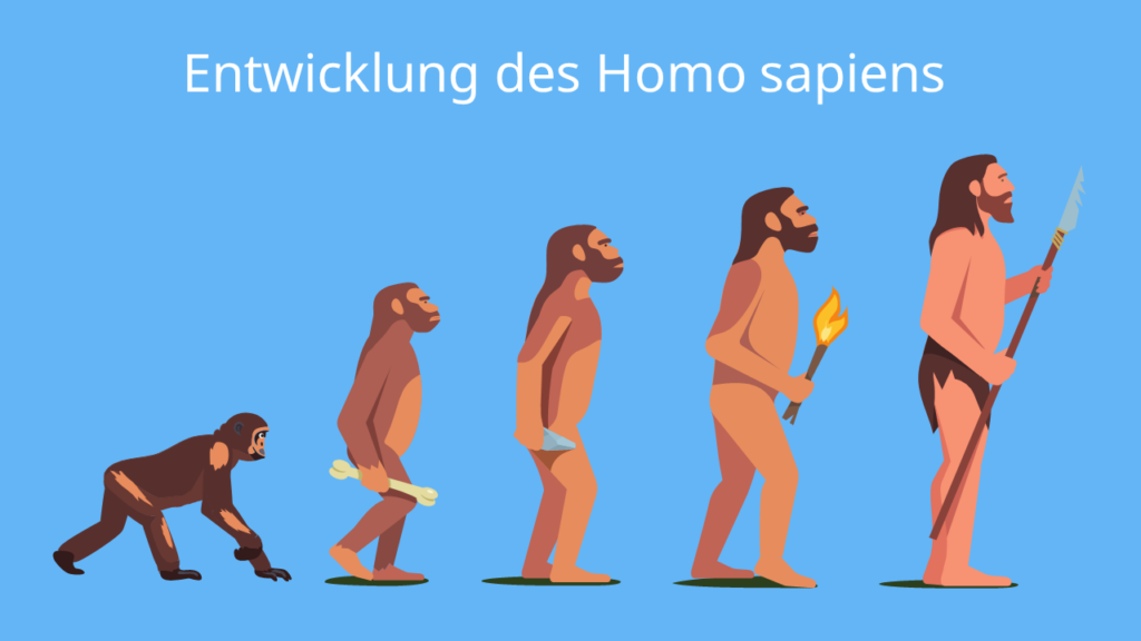 Entwicklung des Homo Sapiens; Homo Sapiens Bedeutung; Homo Sapiens Alter; Homo Sapiens was ist das