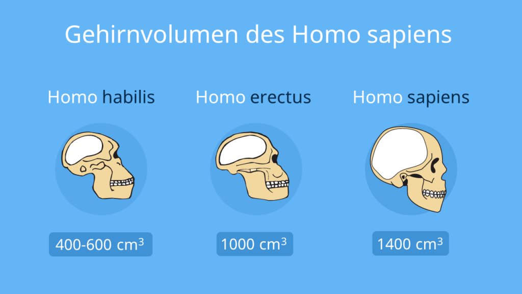 Schädelform des Homo Sapiens; Homo Sapiens Merkmale; Homo Sapiens Gehirn; Homo Sapiens Homo Erectus unterschiede; Was ist Homo Sapiens