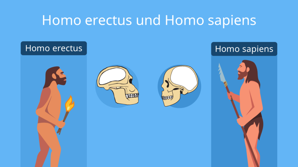 Homo Sapiens Homo Erectus; Homo Sapiens Alter; Homo Sapiens Bedeutung; Homo Sapiens Merkmale
