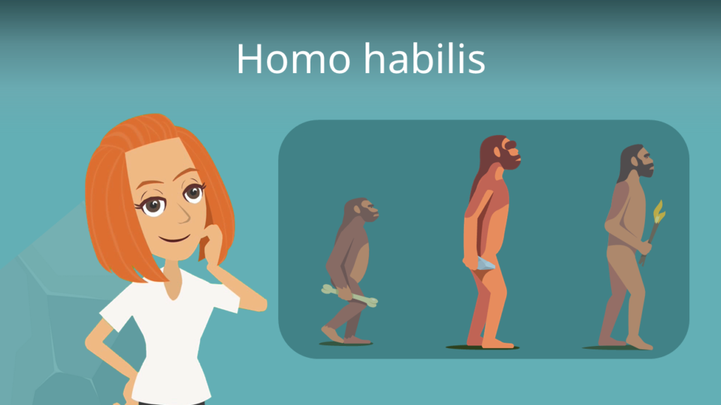 Zum Video: Homo habilis