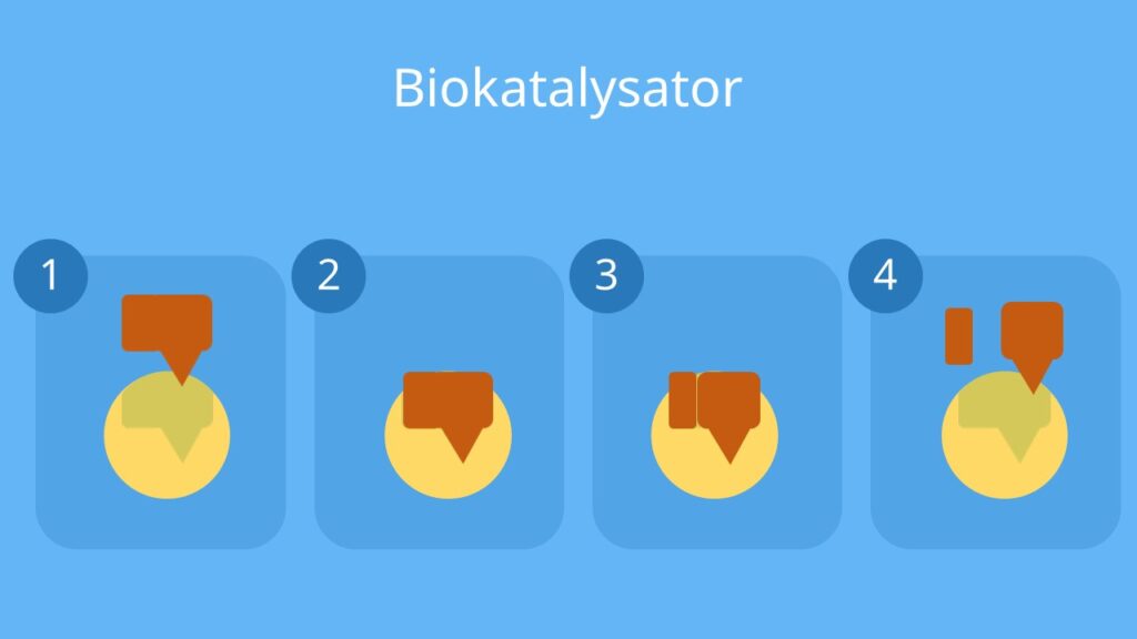 biokatalysator, biokatalysatoren, enzym als biokatalysator, biokatalysator enzyme, was sind biokatalysatoren, biokatalysatoren definition, enzyme als biokatalysatoren, biokatalysator definition, enzym biokatalysator, enzyme biokatalysator, katalysator bio, katalysatoren biologie