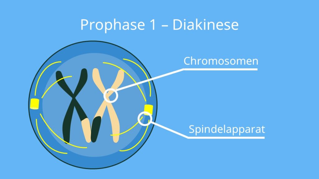 prophase, pro phase, prophasw, propahse, propase, prophase mitose, was passiert in der Prophase, prophase 1, mitose prophas