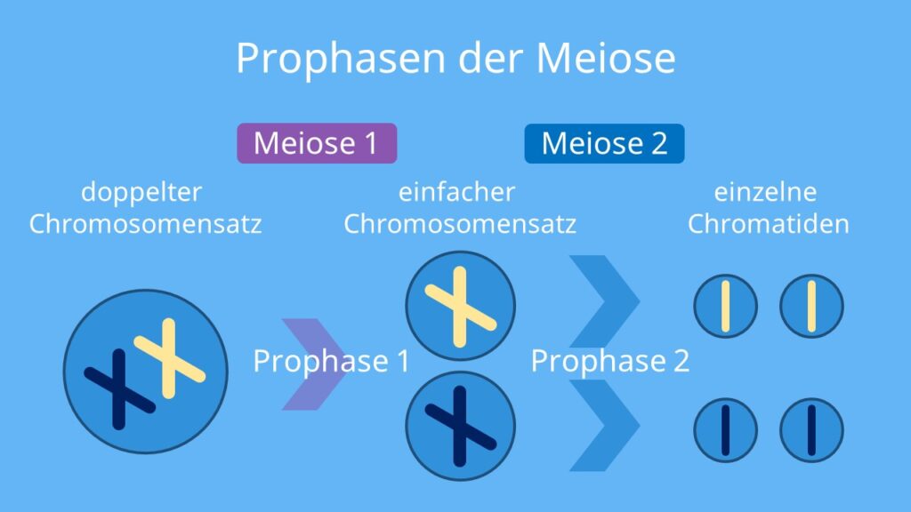 prophase, pro phase, prophasw, propahse, propase, prophase mitose, was passiert in der Prophase, prophase 1, mitose prophase
