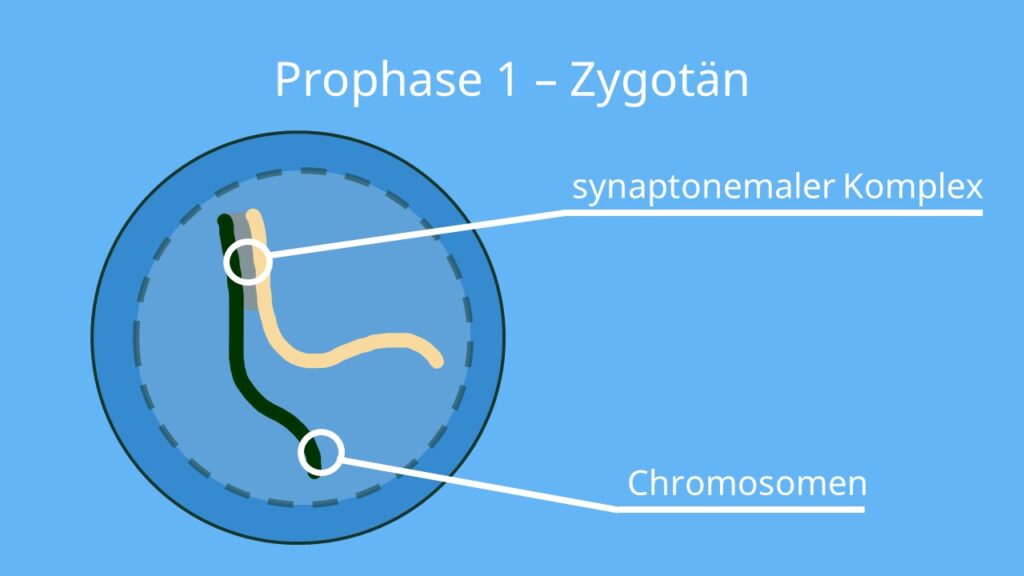 prophase, pro phase, prophasw, propahse, propase, prophase mitose, was passiert in der Prophase, prophase 1, mitose prophase