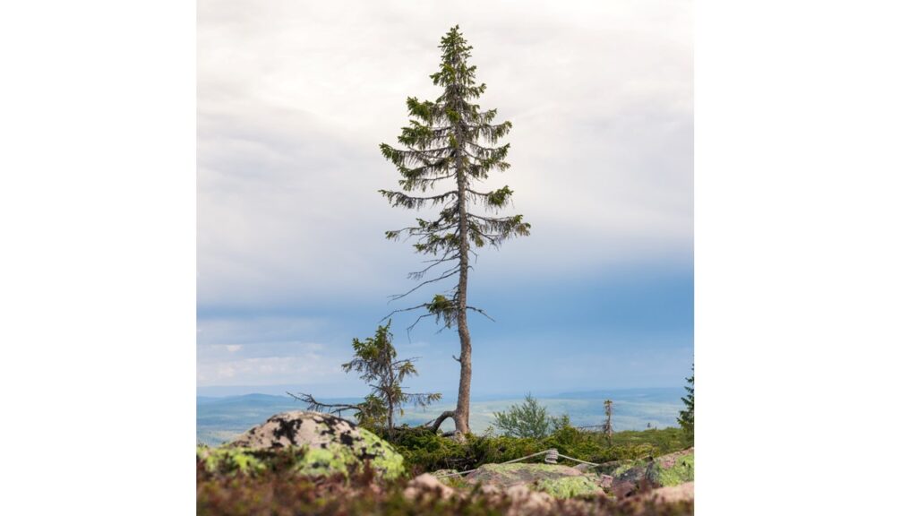 ältester baum der welt, der älteste Baum der Welt, älteste bäume der welt, älteste baumart, älteste baum, altester baum, älteste bäume, älteste Fichte der Welt, old tjikko, gemeine fichte, schweden, Fulufjället Nationalpark, 6000 Jahre ältester Baum