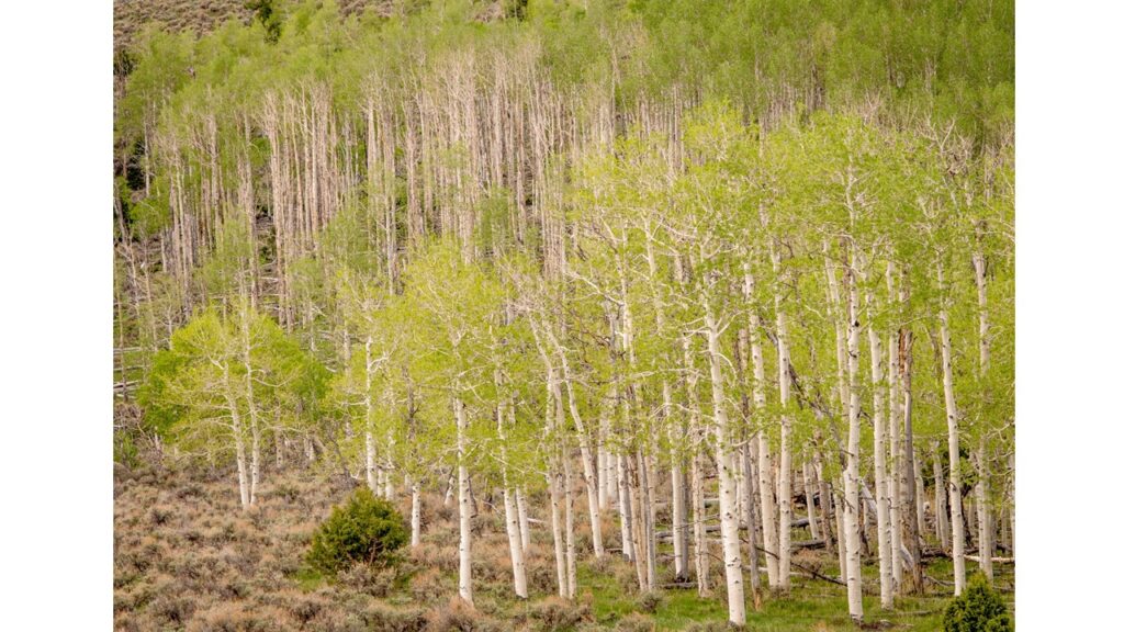 ältester baum der welt, der älteste baum der welt, älteste bäume der welt, älteste baum, altester baum, älteste bäume, älteste baumart, pando, zitterpappeln, Utah, Fishlake National Forest, 6000 Jahre ältester Baum