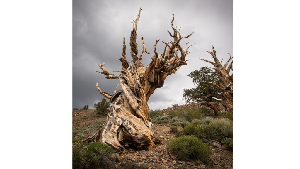 ältester Baum der Welt, der älteste baum der welt, ältesten Bäume der Welt, älteste Baumart, älteste baum, altester baum, älteste bäume, Methuselah, Langlebige Kiefer, Kalifornien, White Mountains, 6000 Jahre ältester Baum