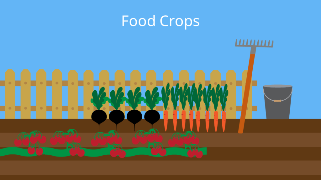 Food Crops, foodcrops food crop, food crops cash crop