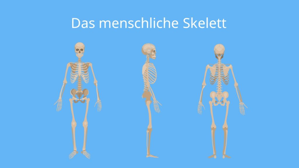 Skelettsystem: Anatomie, Knochen und Funktion
