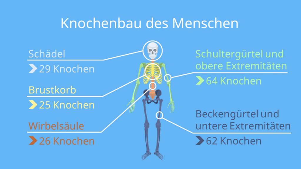 skelett mensch, menschliches skelett, knochen mensch, skelett, skeletten, skellet, anatomie skelett, skelett anatomie, skelett des menschen, menschlichen, mensch knochen, knochenbau des menschen, skellett, menschliche, knochen anatomie, knochen menschlicher körper, anatomie mensch skelett, skelett körper, anatomie knochen, skelett 3d menschlicher körper knochen, aufbau skelett, knochen körper, skelett mit organen, skelett mensch anatomie, skelettsystem, menschen knochen, knochenarten mensch