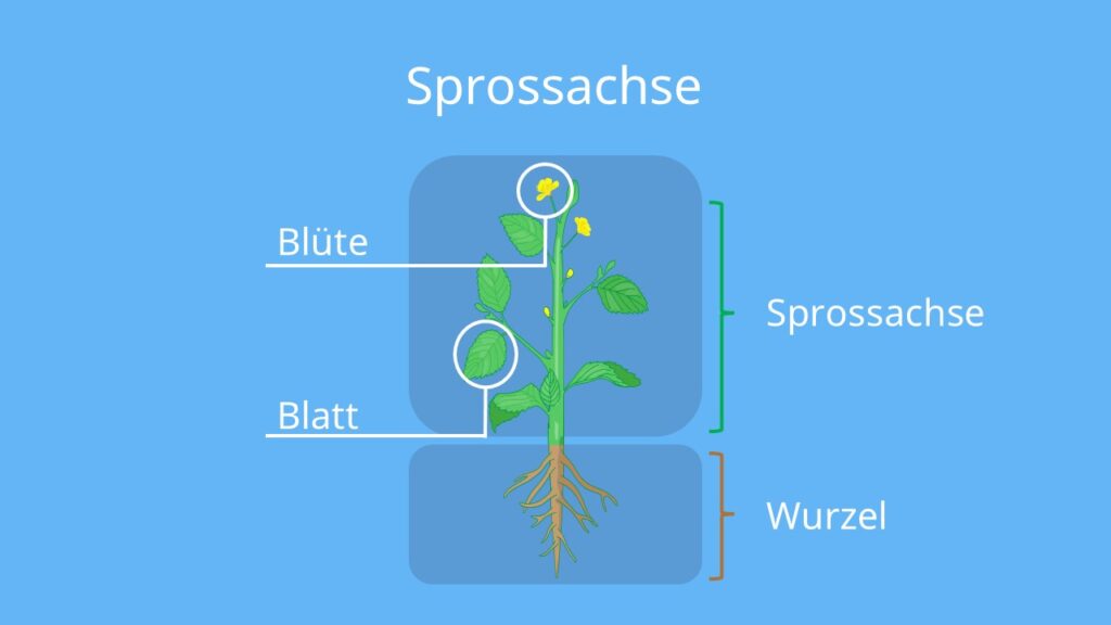Sprossachse Aufbau, Pflanzenspross, Pflanze aufbau, nodien, zweikeimblättrige Pflanzen, aufbau einer blütenpflanze