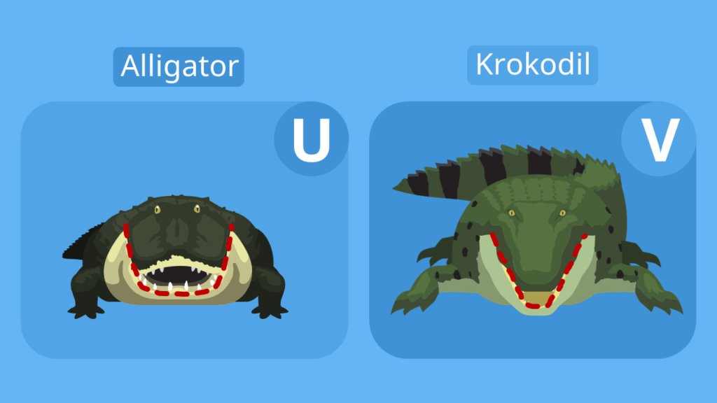 Unterschied Alligator Krokodil, Unterschied Krokodil alligator, alligator krokodil unterschied, alligatoren krokodile unterschied, alligatoren vs krokodile, krokodile vs alligatoren, alligator vs krokodil, krokodil alligator unterschied, unterschied zwischen krokodil und aligator, krokodil alligator, alligator krokodil, alligator und krokodil, unterschied aligator und  krokodil, was ist der unterschied zwischen krokodilen und alligatoren, was ist größer alligator oder krokodil