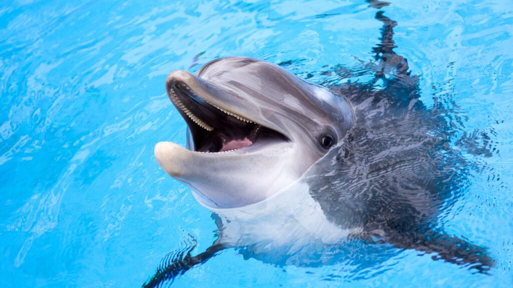 Delfin, schlaustes Tier der Welt, schlauste Tiere der Welt, die 10 schlausten tiere der welt