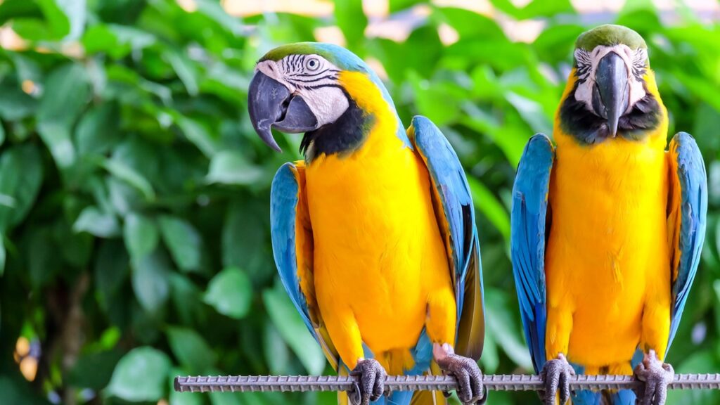 Papageien, schlaustes Tier der Welt, schlauste Tiere der Welt, die 10 schlausten tiere der welt