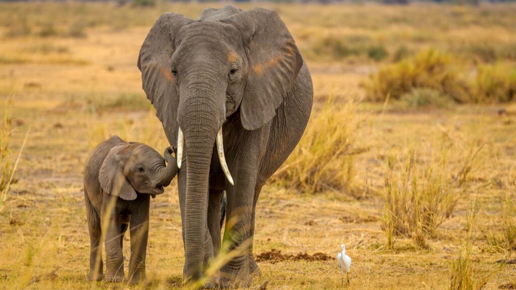 Elefanten, schlaustes Tier der Welt, schlauste Tiere der Welt, die 10 schlausten tiere der welt