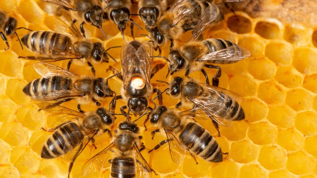 Bienen, schlaustes Tier der Welt, schlauste Tiere der Welt, die 10 schlausten tiere der welt