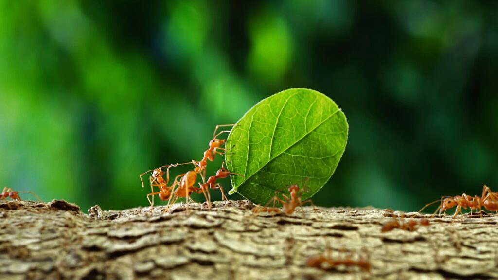 Ameisen, schlaustes Tier der Welt, schlauste Tiere der Welt, die 10 schlausten tiere der welt