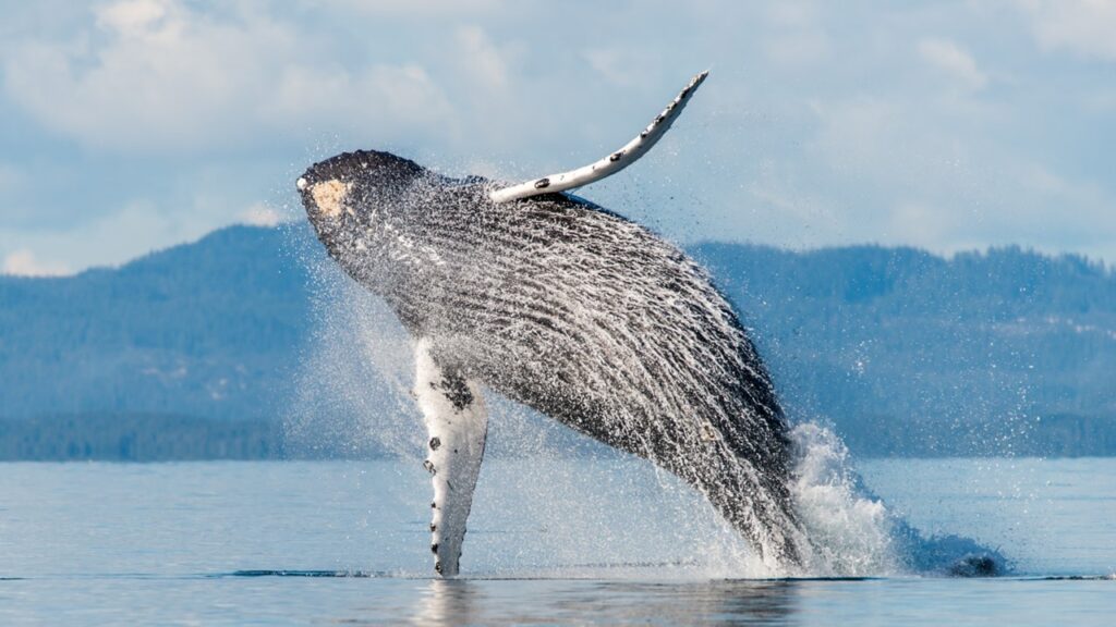 Wale, schlaustes Tier der Welt, schlauste Tiere der Welt, die 10 schlausten tiere der welt