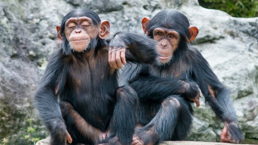 Schimpansen, schlaustes Tier der Welt, schlauste Tiere der Welt, die 10 schlausten tiere der welt