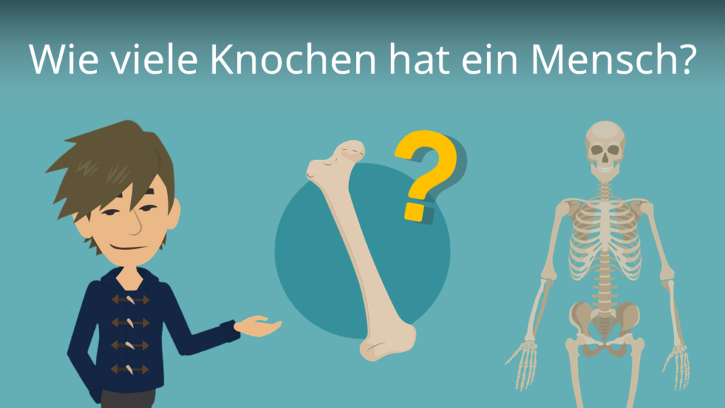 Zum Video: Wie viele Knochen hat ein Mensch?