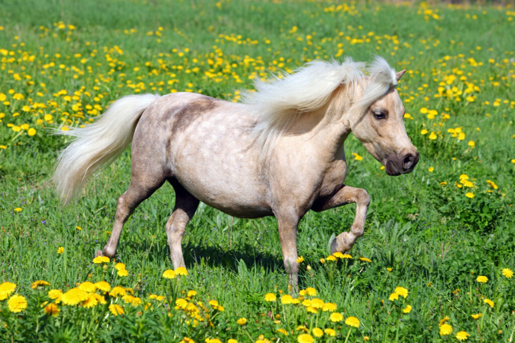 kleinstes pferd der welt, das kleinste pferd der welt, kleinste pferd der welt, pumuckl pony, kleinstes pony der welt, pumuckel pferd, pumuckel das kleinste pferd der welt, pony pumuckel, shetland pony pumuckl, kleinste pony der welt, das kleinste pony der welt, falabella pony, falabelly ponys, kleinste pferd, mini pferd, kleinstes pferd, falabella, falabella-pony, falabella pony, falabella pferd, falabella kleinstes pony der welt