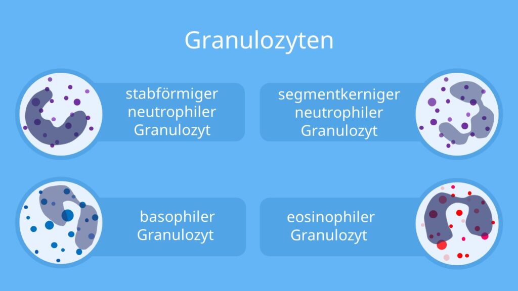 granulozyten, granulozyten aufgabe, was sind granulozyten, granulozyten funktion, aufgabe granulozyten, granulozyten im blut, granulozyt, granulozyten definition, granulozyten arten, granulozyten normwert, granulozyten normalwert, granulozyten erhöht