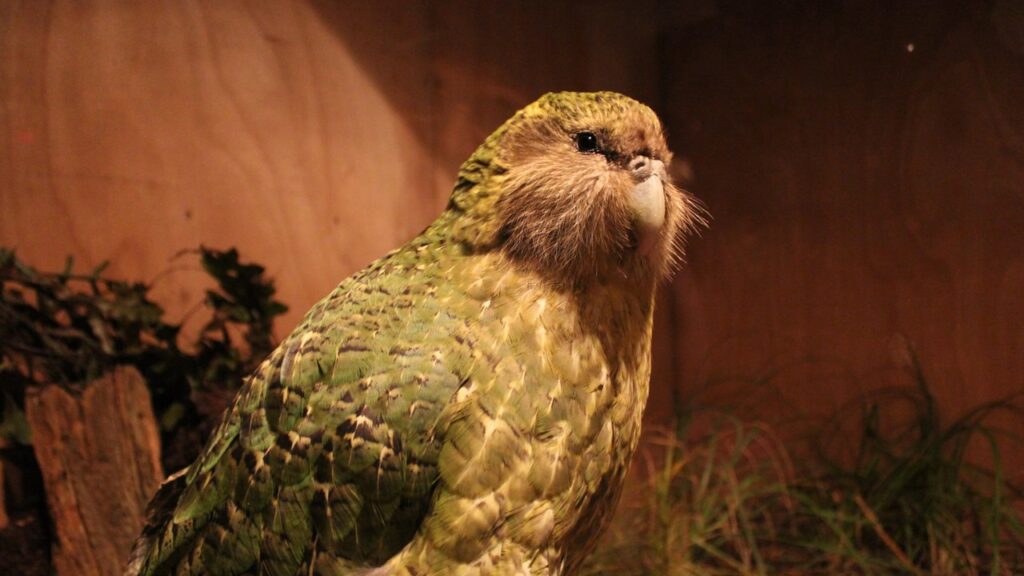 kakapo, hässlichstes tier der welt, hässlichste tiere der welt