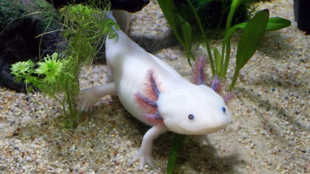 axolotl, hässlichstes tier der welt, hässlichste tiere der welt