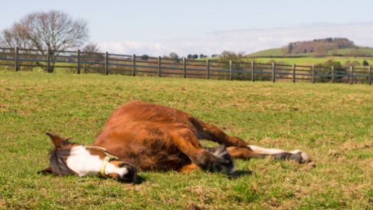 Pferd im Tiefschlaf; Alttext: Wie schläft ein Pferd: anders als beim Menschen, verschiedene Arten, je nachdem welche Art stehen oder liegen sie bzw schlafen oder dösen sie
