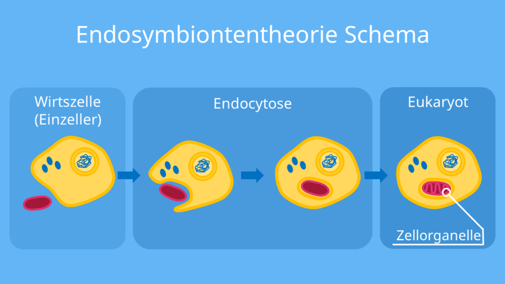 endosymbiontentheorie, endosymbiontentheorie einfach erklärt, zellorganellen, endosymbiontenhypothese, was ist die endosymbiontentheorie, endosymbionten, endosymbiontentheorie skizze, endosymbiontentheorie belege, endosymbiose beispiel, endosymbionten theorie, die endosymbiontentheorie, endosymbiontentheorie zusammenfassung, endosymbiontentheorie mitochondrien