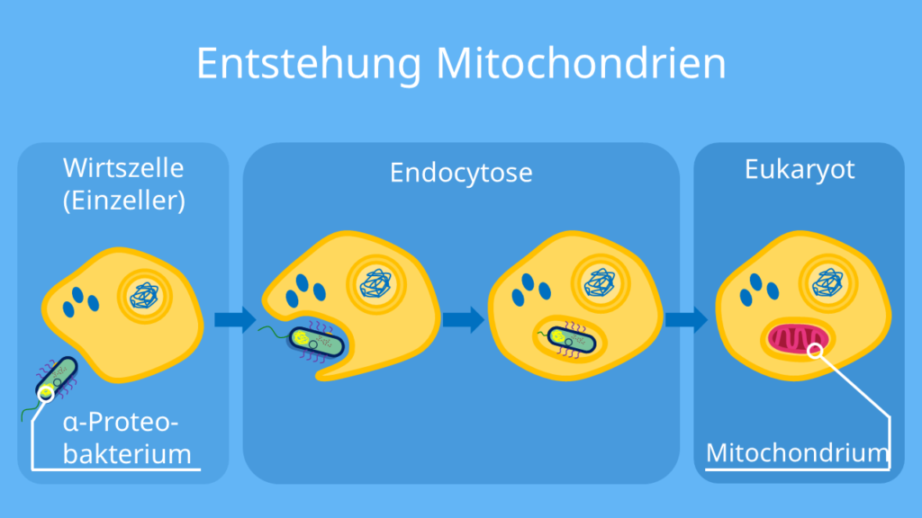 endosymbiontentheorie, endosymbiontentheorie einfach erklärt, zellorganellen, endosymbiontenhypothese, was ist die endosymbiontentheorie, endosymbionten, endosymbiontentheorie skizze, endosymbiontentheorie belege, endosymbiose beispiel, endosymbionten theorie, die endosymbiontentheorie, endosymbiontentheorie zusammenfassung, endosymbiontentheorie mitochondrien