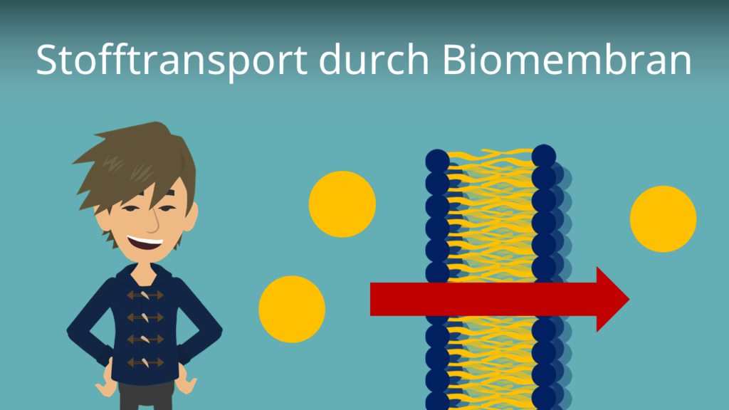 Zum Video: Stofftransport durch Biomembran