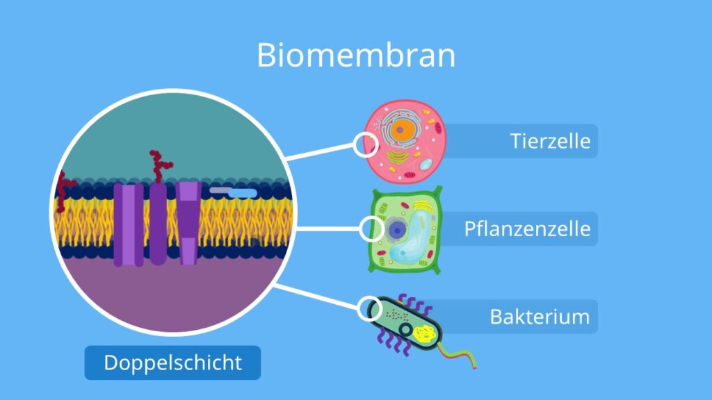 biomembran, was ist eine biomembran, biomembran skizze, biomembran beschriften, biomembran aufbau beschriftung, aufbau membran, aufbau der biomembran, biomembran aufbau, biomembranaufbau, aufbau der membran, aufbau einer biomembran, membran aufbau, aufbau von biomembranen, aufbau biomembran, funktion der biomembran, bestandteile biomembran, eigenschaften biomembran