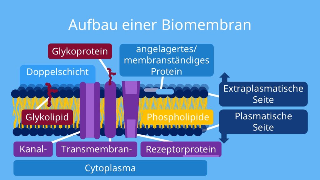 biomembran, was ist eine biomembran, biomembran skizze, biomembran beschriften, biomembran aufbau beschriftung, aufbau membran, aufbau der biomembran, biomembran aufbau, biomembranaufbau, aufbau der membran, aufbau einer biomembran, membran aufbau, aufbau von biomembranen, aufbau biomembran, funktion der biomembran, bestandteile biomembran, eigenschaften biomembran