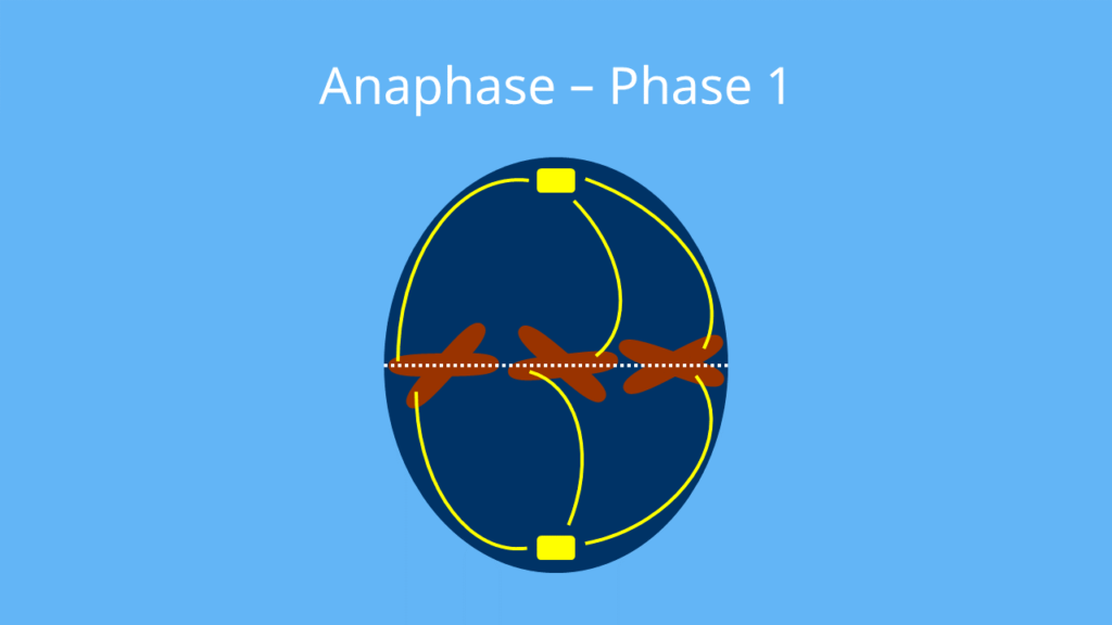 anaphase, anaphase Mitose, was passiert in der anaphase, Mitose Mikroskop,  Mitose Ablauf, Mitose, anaphase, Mitose Phasen, metaphase, prophase Mitose, Phasen der Mitose, prophase, anaphase Mitose
