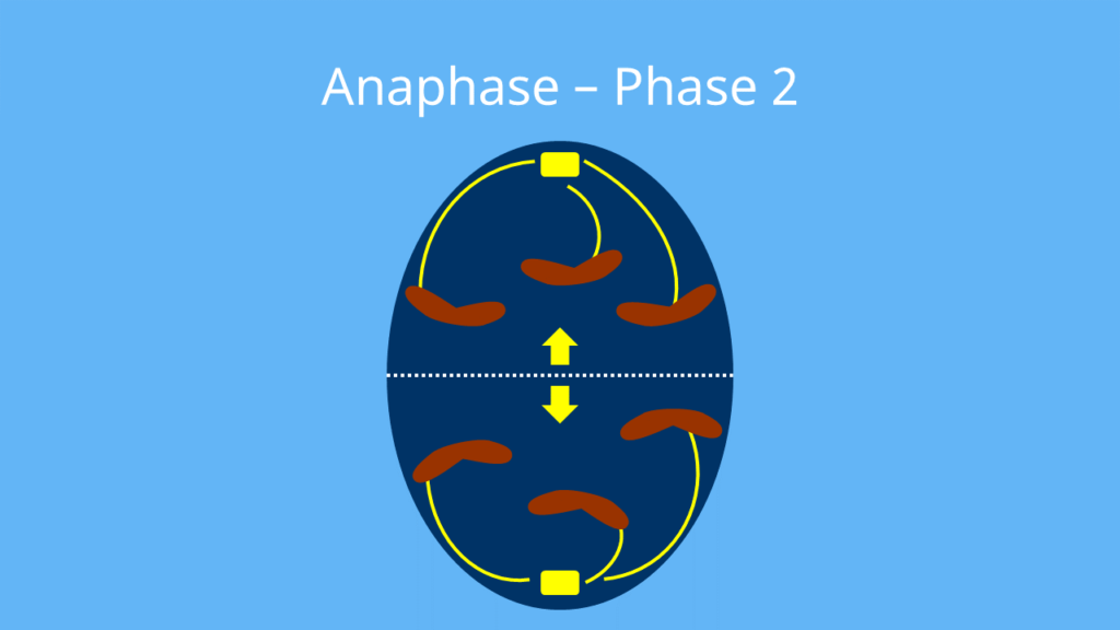 anaphase, anaphase Mitose, was passiert in der anaphase, Mitose Mikroskop,  Mitose Ablauf, Mitose, anaphase, Mitose Phasen, metaphase, prophase Mitose, Phasen der Mitose, prophase, anaphase Mitose