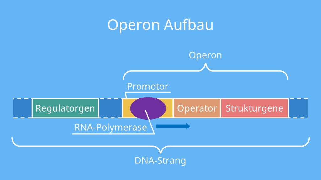 lac operon modell, operonmodell, operon, lac operon, genregulation lac operon